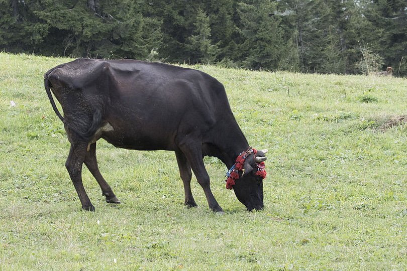 Turkish Natıve Black Cattle