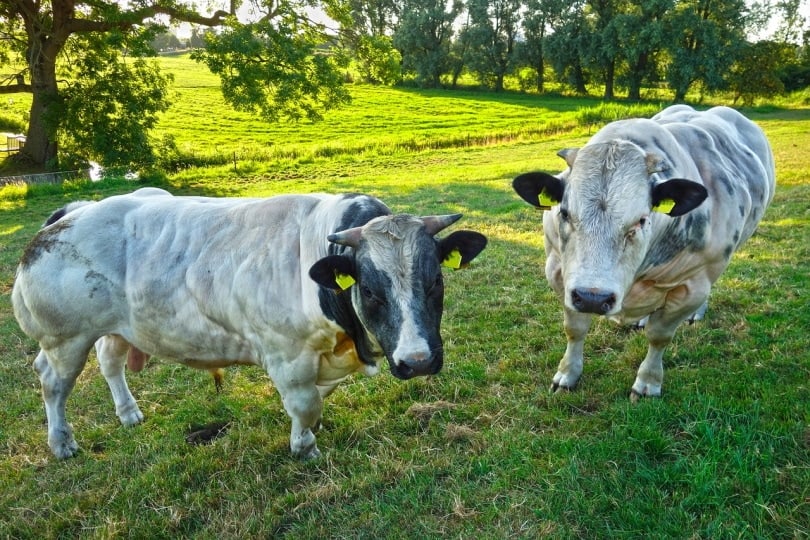 Two Belgian blue cows eating grass