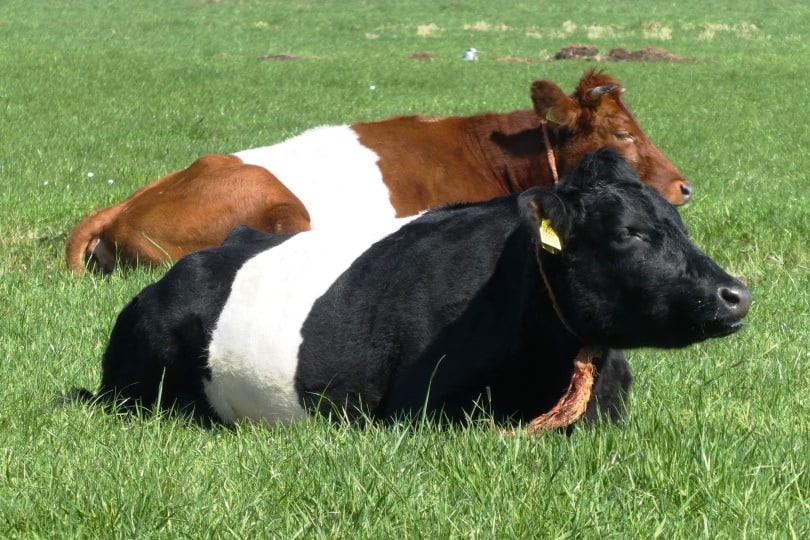 Two Buelingo cows lying in the grass