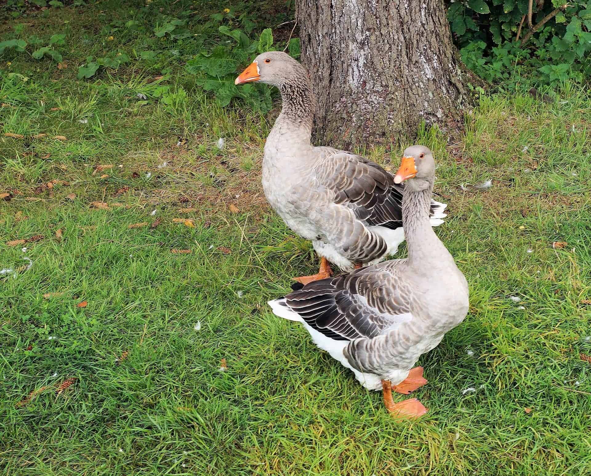 Two Pomeranian Goose with tree