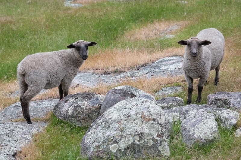 Two Suffolk Sheep