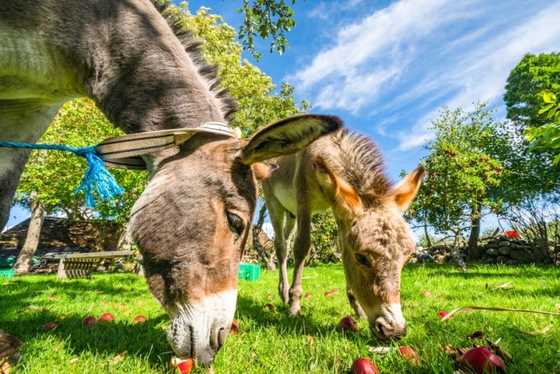 Two donkeys eating apples off the ground
