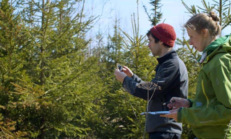 Two eco activists take pictures of fir trees in the forest and make notes on the paper