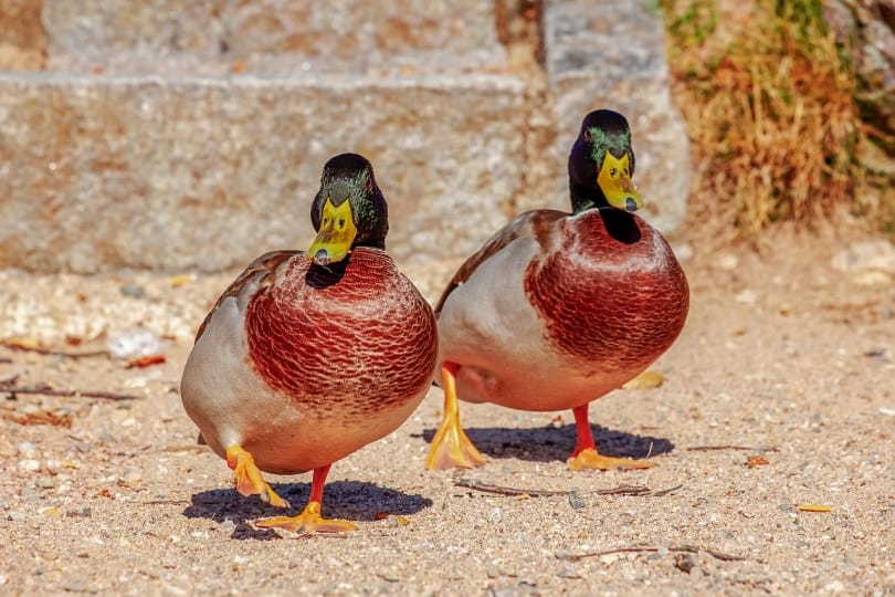 Two mallard ducks walking in the sand