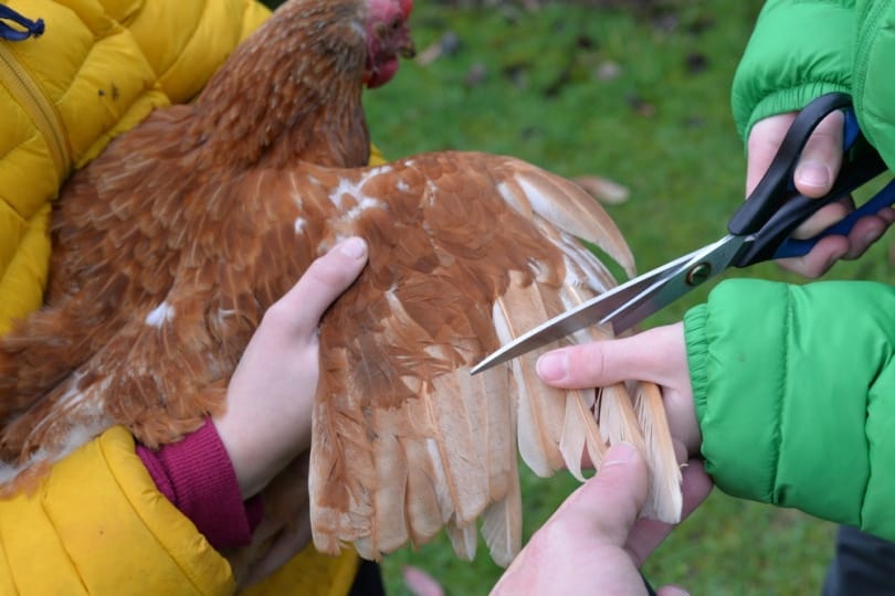 Two people clipping chicken wings