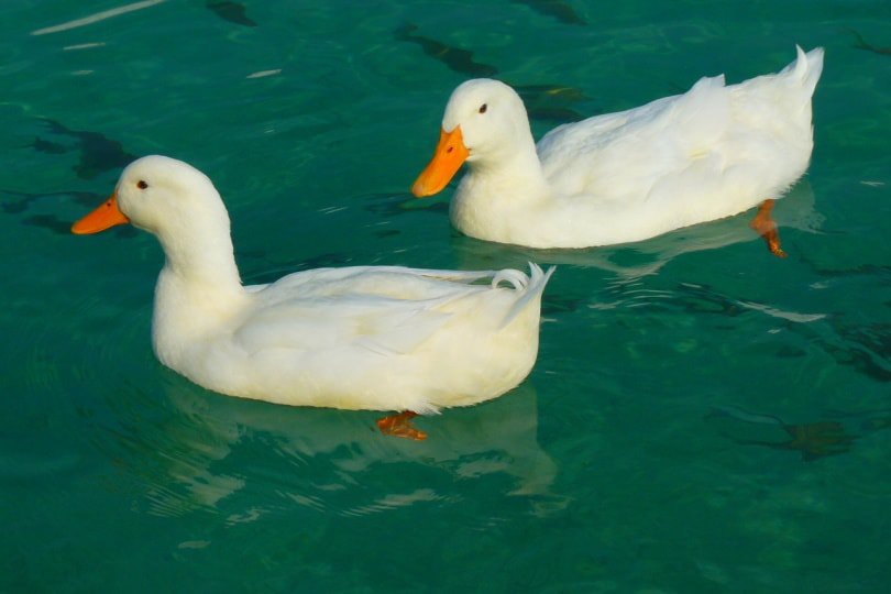 Two white ducks swimming