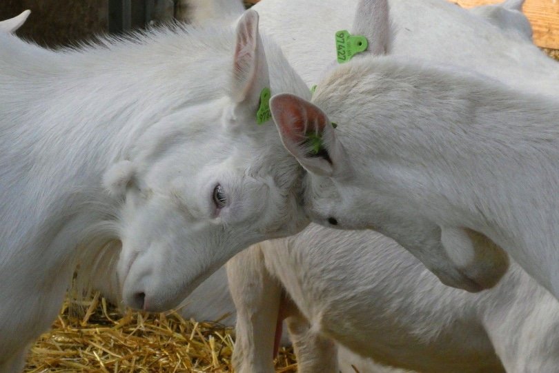 Two white goats headbutting