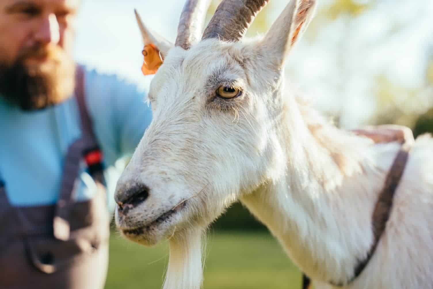 Verata Goat