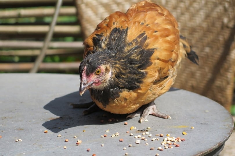 Vorwerk Chicken pecking on corn