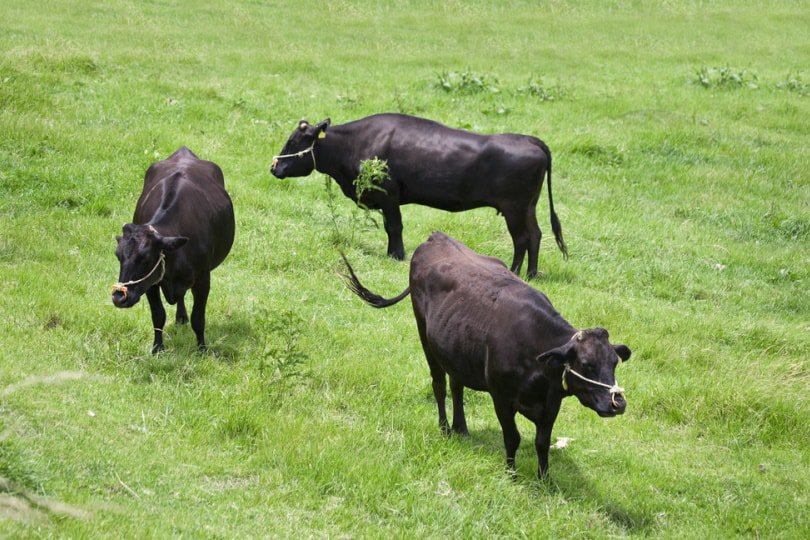 Wagyu cows grazing in grassy hill