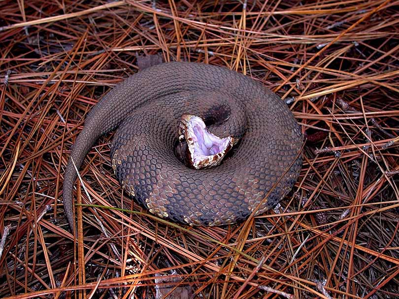 Water Moccasin curling up with open mouth
