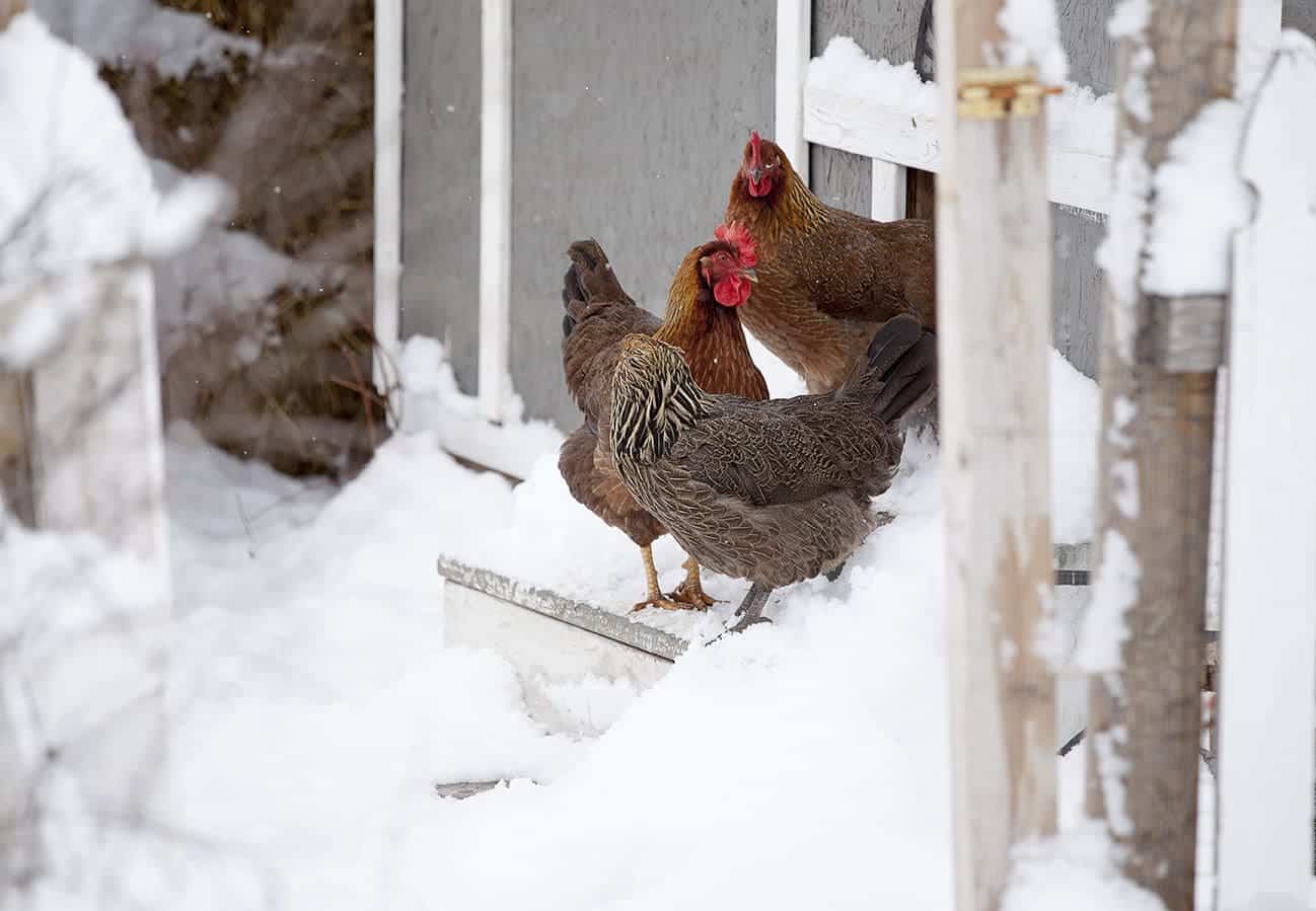 Welsummer chickens stepping out in the snow