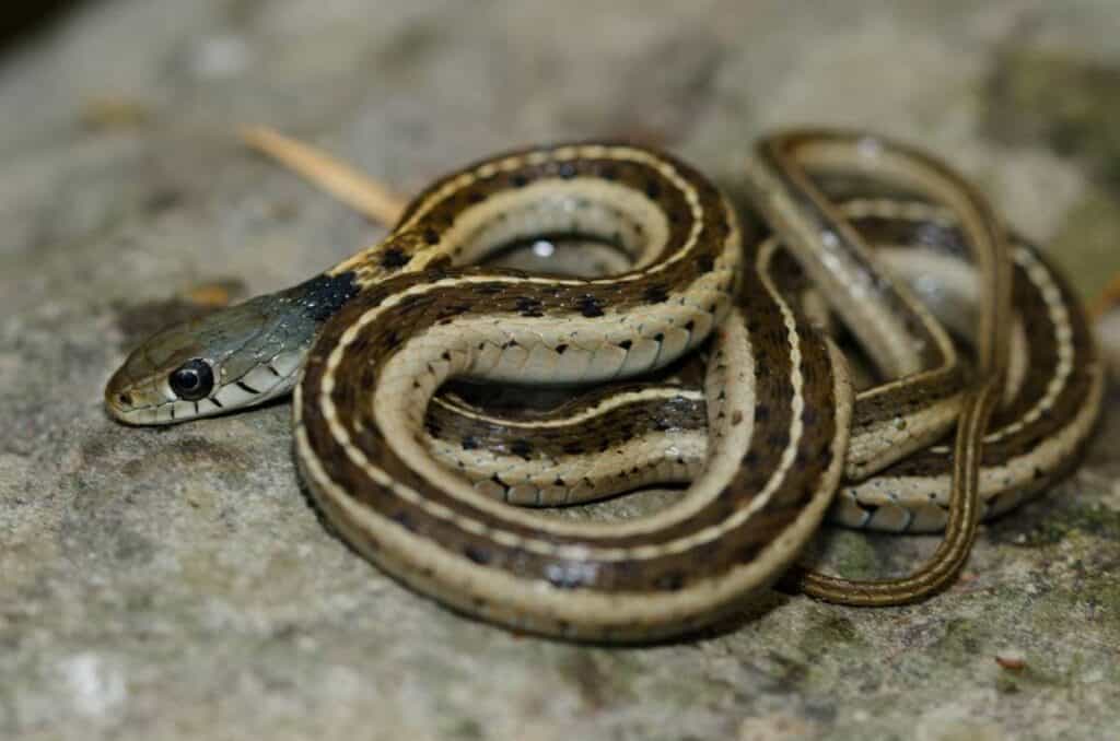 Western Black-necked garter snake_Luis Mac_Shutterstock