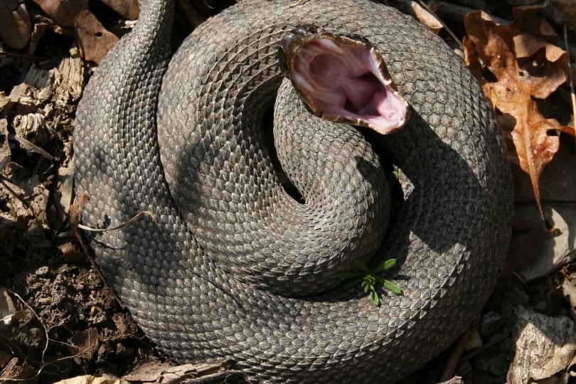 Western Cottonmouth Snake