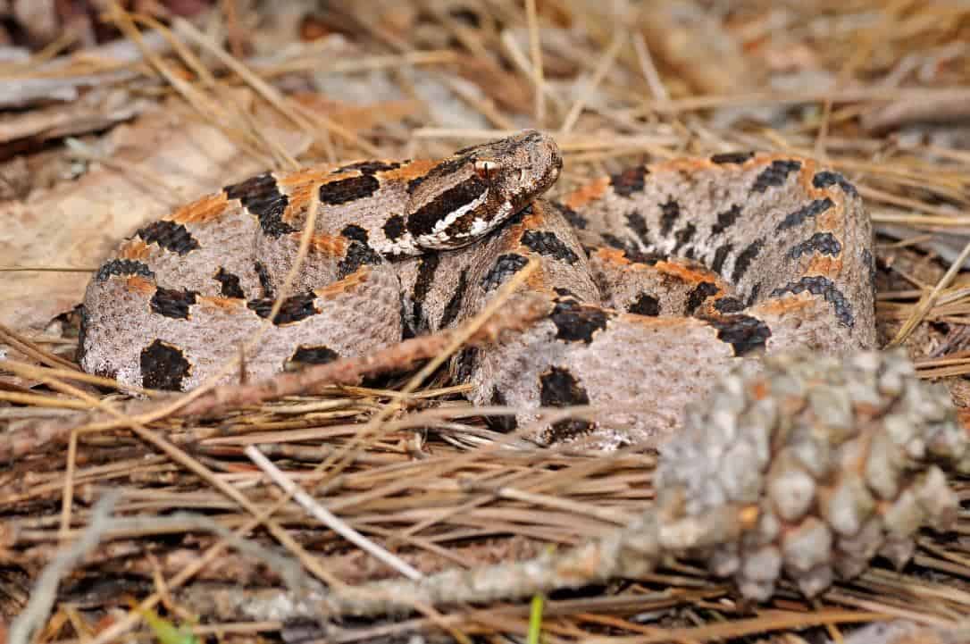 Western Pygmy Rattlesnake_James DeBoer_Shutterstock
