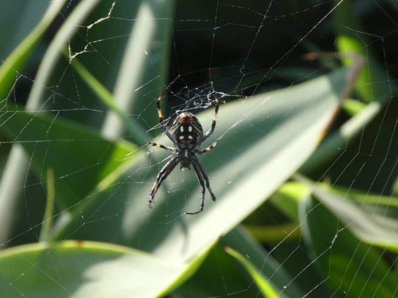 Western Spotted Orbweaver spider