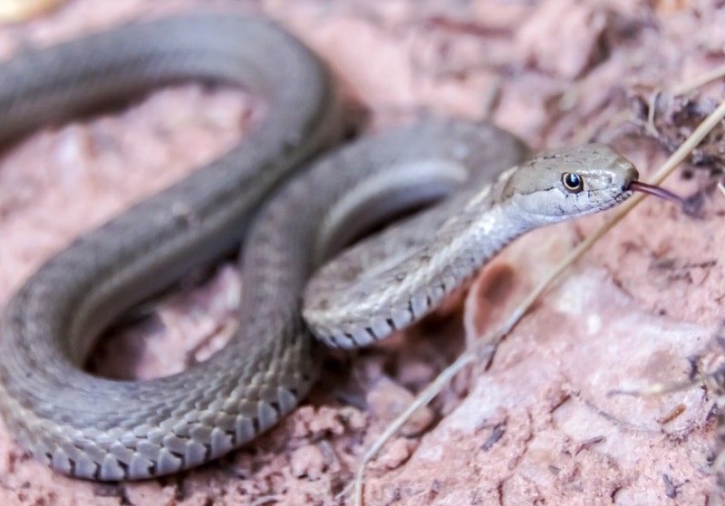 Western Terrestrial Garter Snake on the ground