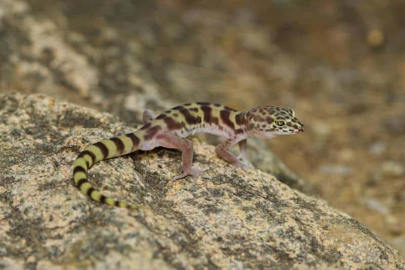 Western banded gecko