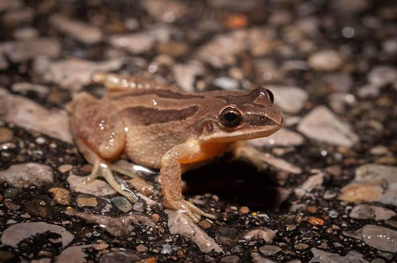 Western chorus frog macro portrait on road at night
