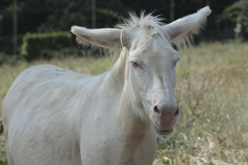 White Asinara donkey outdoors