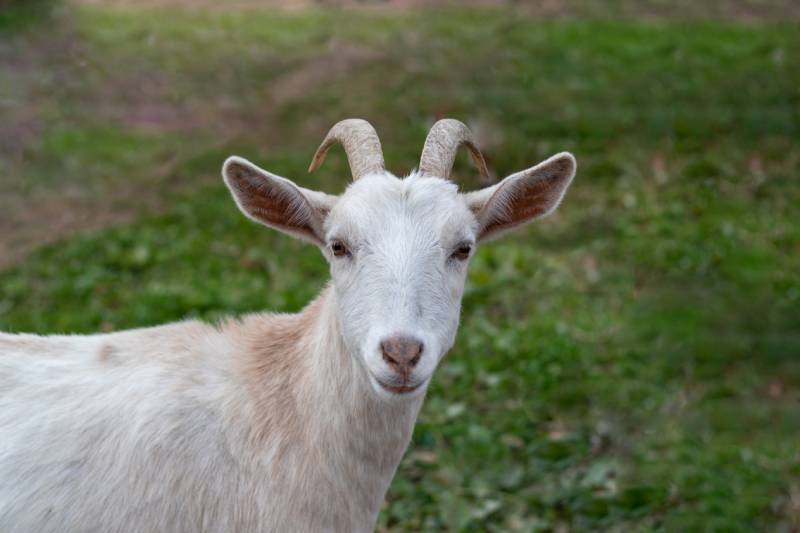 White Kiko goat closeup standing in grass field