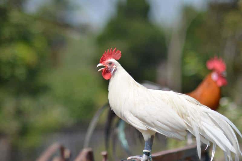 White Phoenix Chicken