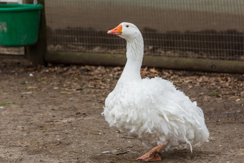 White Sebastopol goose standing in the yard