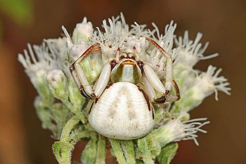 White-banded Crab Spider (female) - Misumenoides formosipes, Julie Metz Wetlands, Woodbridge, Virginia
