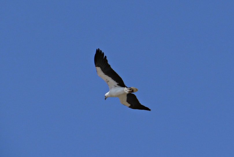 White-bellied sea eagle soaring in the sky