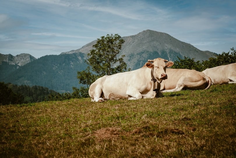 White cows sleeping on the hill