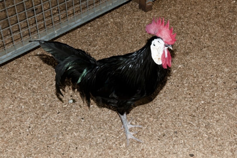 White-faced black chicken inside chicken coop