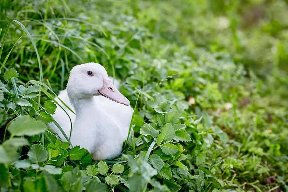 White, free range mulard duck resting in the green grass