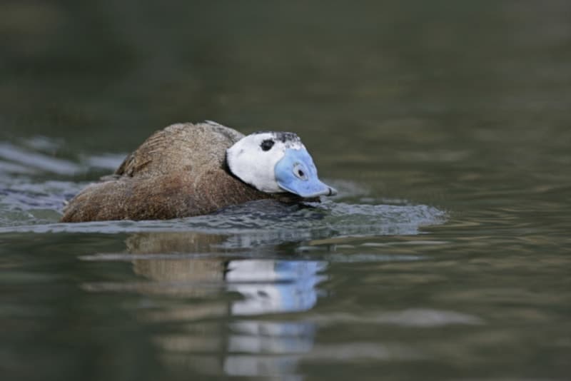 White-headed duck swimming in the river