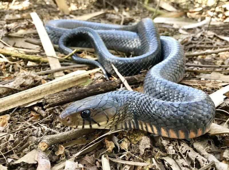 Wild Texas indigo snake