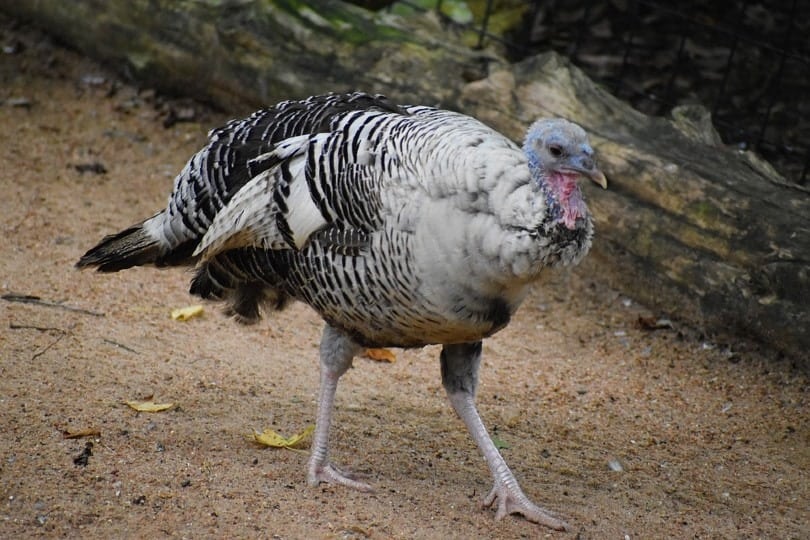 Wild female Turkey