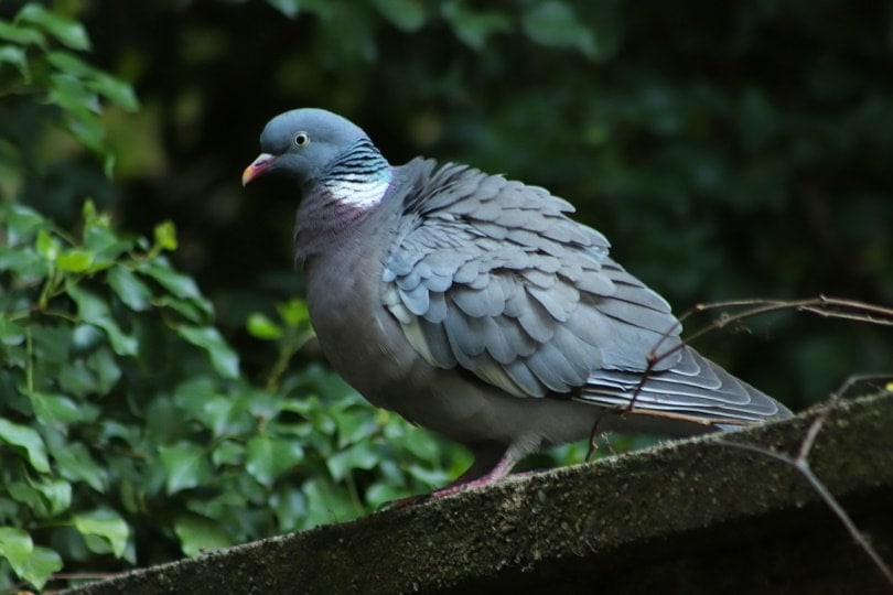 Wild pigeon sitting on a fence
