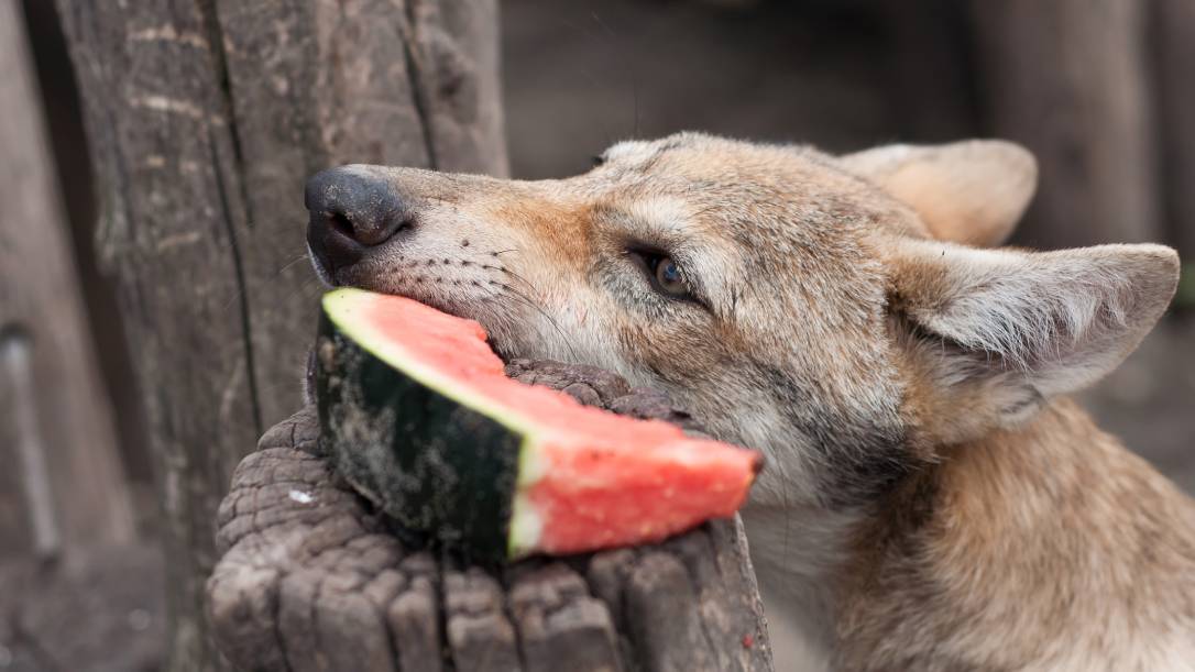Wolf eating watermelon_ nordantin_Shutterstock