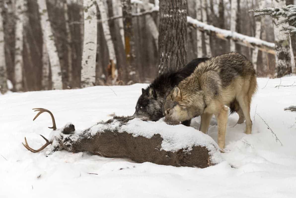 Wolves eating a deer_ Geoffrey Kuchera_Shutterstock