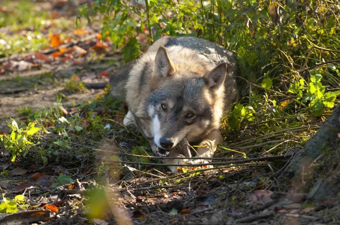 Wolves eating_ iliuta goean_Shutterstock