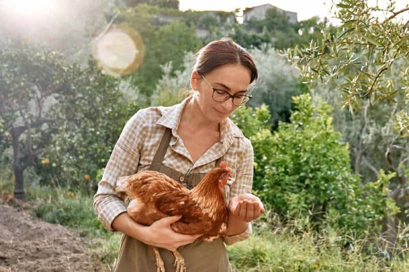 Woman feeding hens from hand in the farm