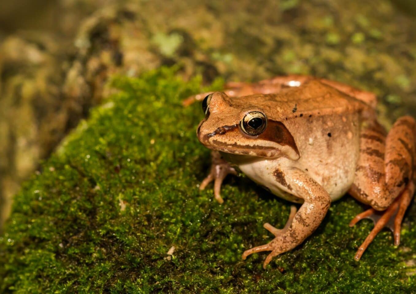 Wood Frog side view
