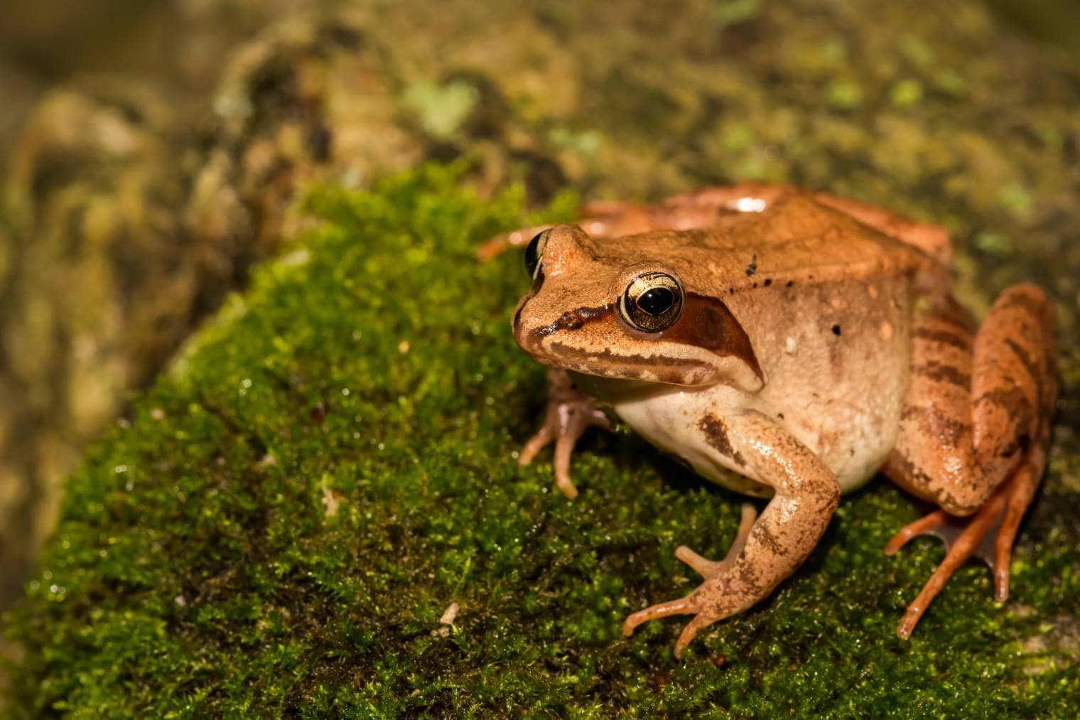Wood Frog side view_Jay Ondreicka_Shutterstock