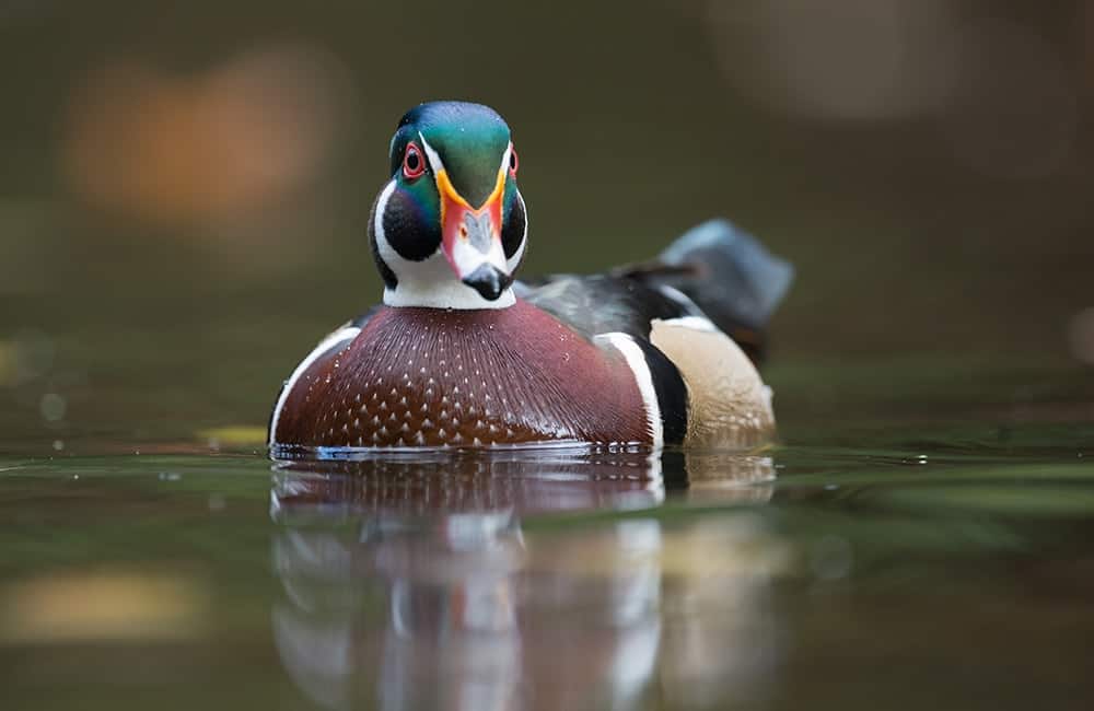 Wood duck on water_Harry Collins Photography_Shutterstock