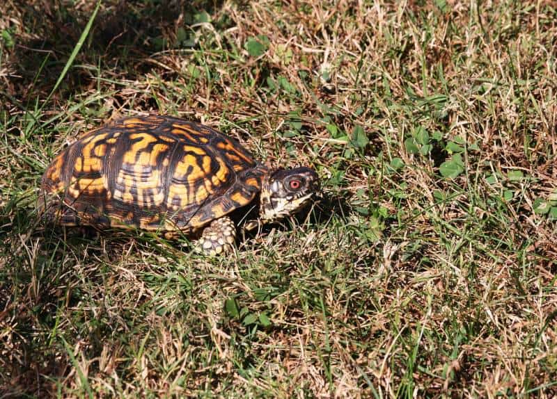 Woodland Box Turtle crawling in the weeds