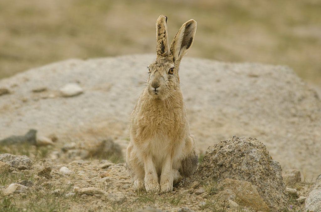 Woolly Hare at Polakongka La, Ladakh, India