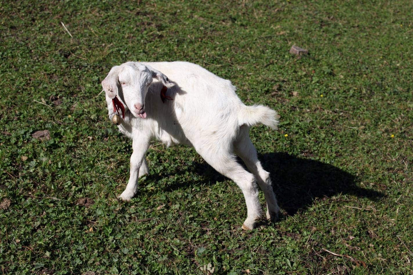 Xinjiang Goat