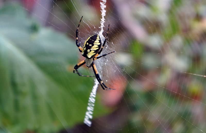 Yellow Garden Spider and its web