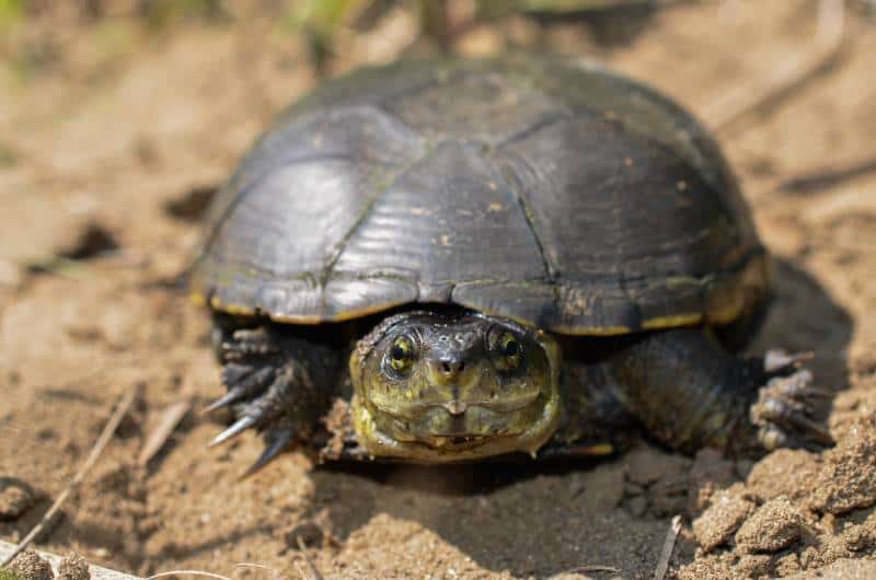 Yellow mud turtle on the move