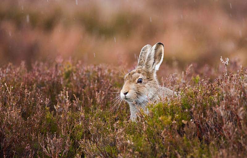 Young Mountain Hare photographed in the rain