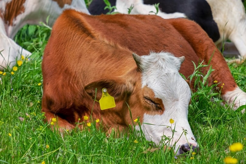 Young brown and white cow sleeping in the grass